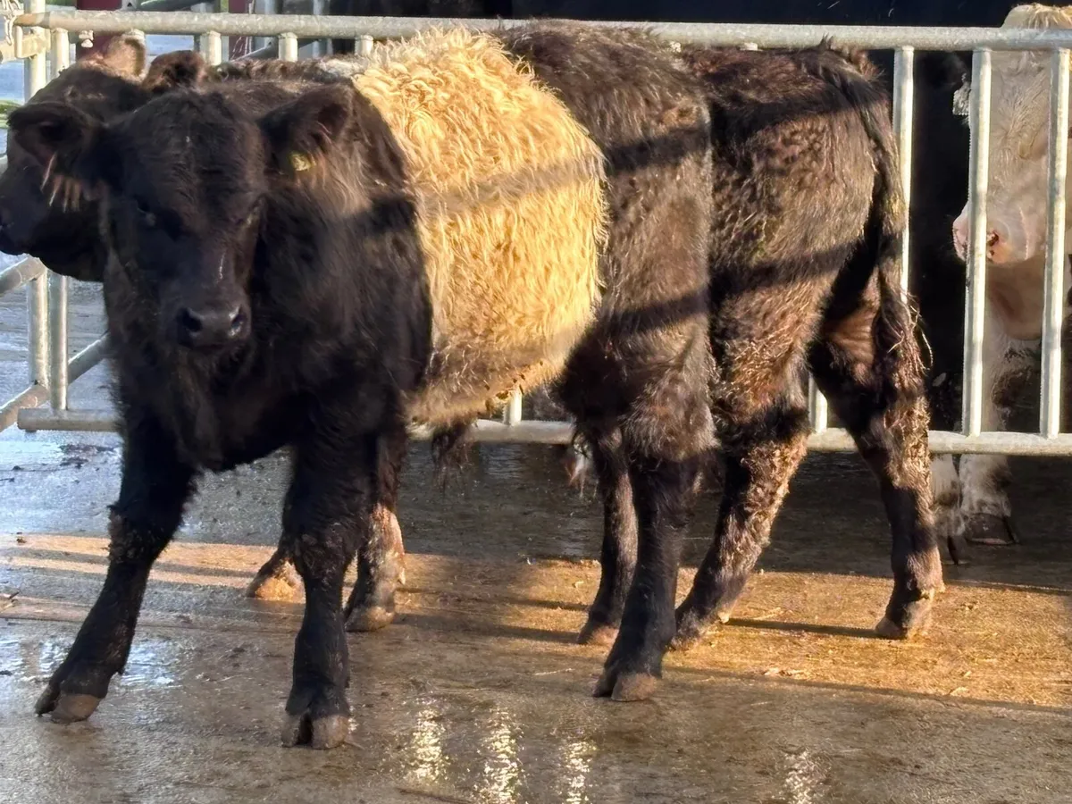 2 smashing belted Galloway bull Weanlings for sale - Image 1