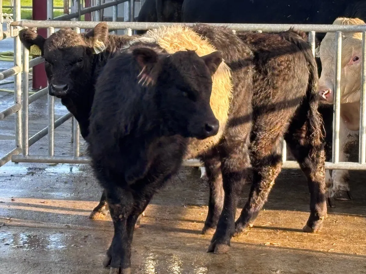 2 smashing belted Galloway bull Weanlings for sale - Image 2