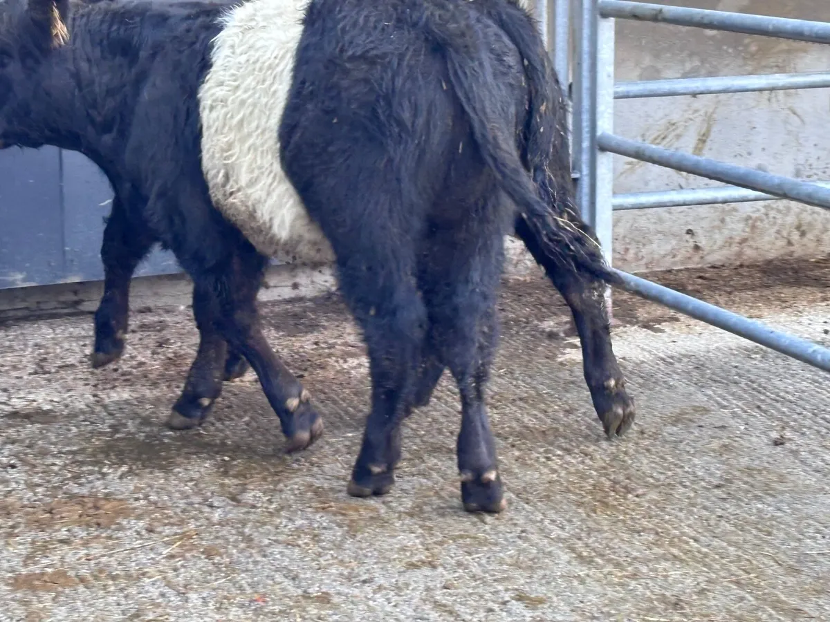 2 smashing belted Galloway bull Weanlings for sale - Image 3