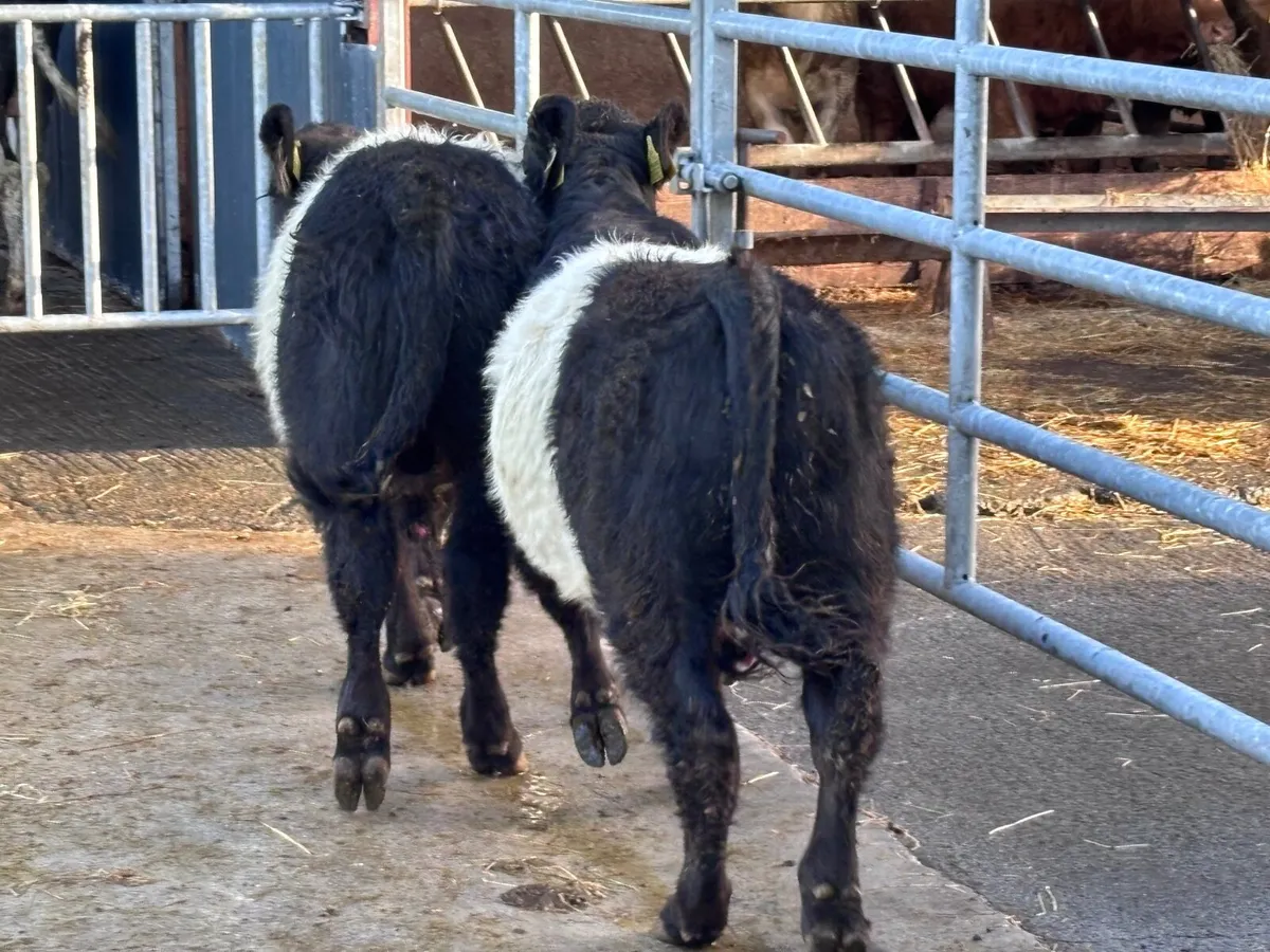 2 smashing belted Galloway bull Weanlings for sale - Image 4