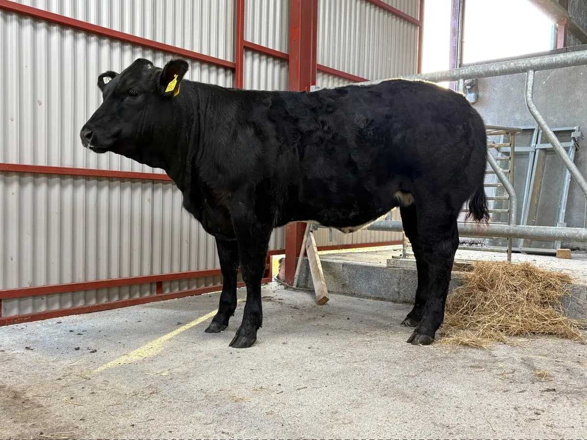 ⭐️Super Weanling Heifer⭐️ - Image 3