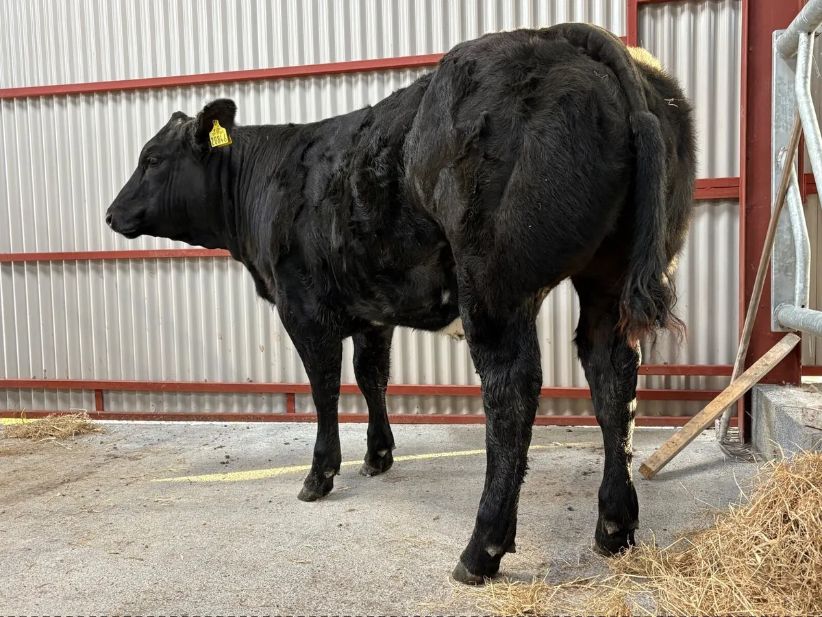 ⭐️Super Weanling Heifer⭐️ - Image 4