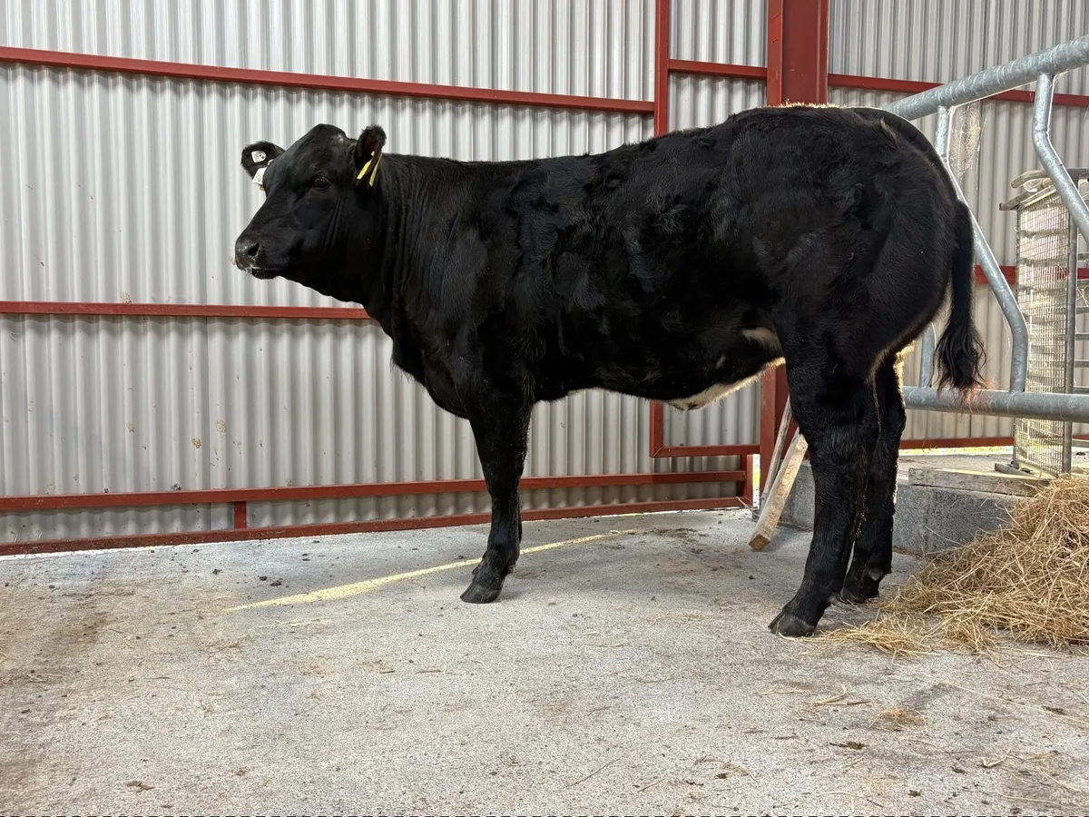 ⭐️Super Weanling Heifer⭐️ - Image 1