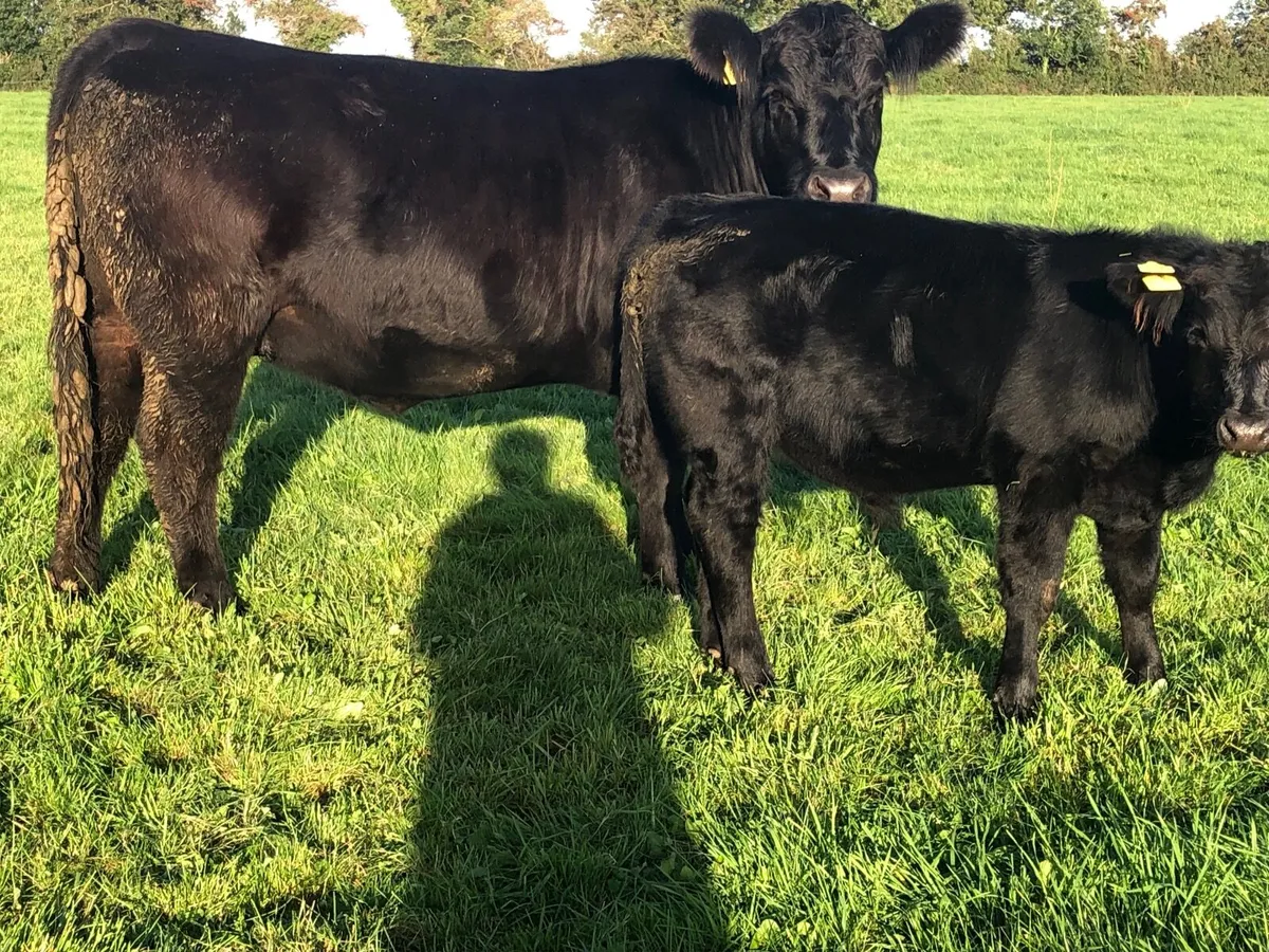 Angus Cow and Bull Calf Pedigree Registered - Image 2