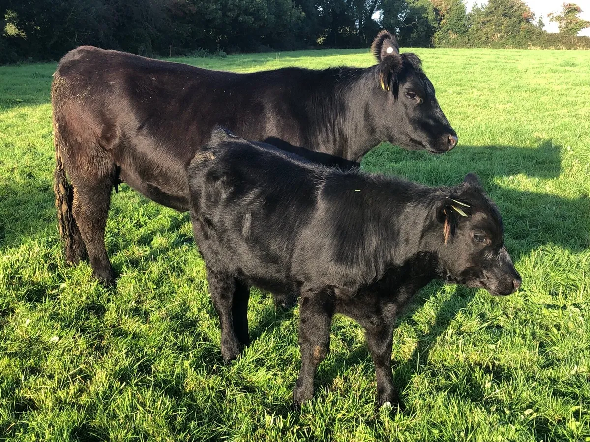 Angus Cow and Bull Calf Pedigree Registered - Image 3