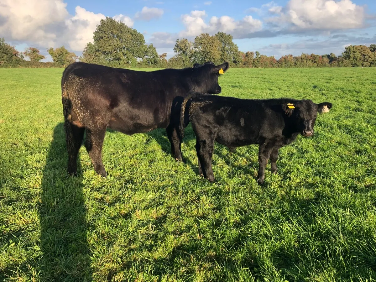 Angus Cow and Bull Calf Pedigree Registered - Image 4