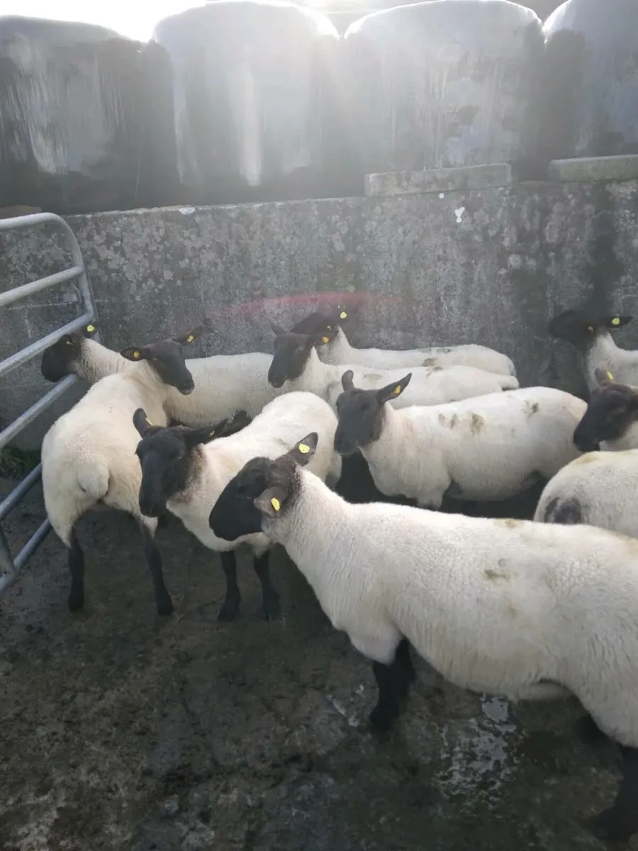 Ewe Hoggets - Image 1