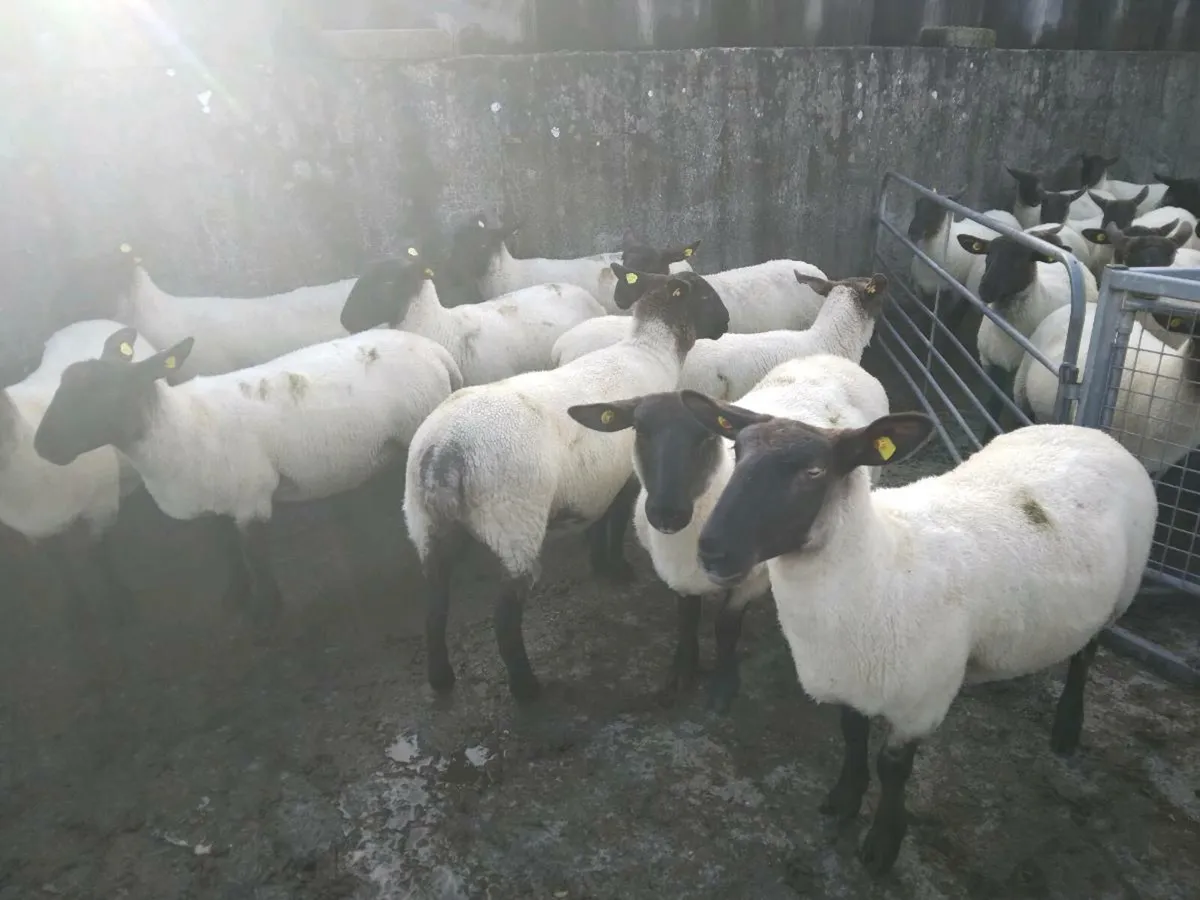 Ewe Hoggets - Image 2