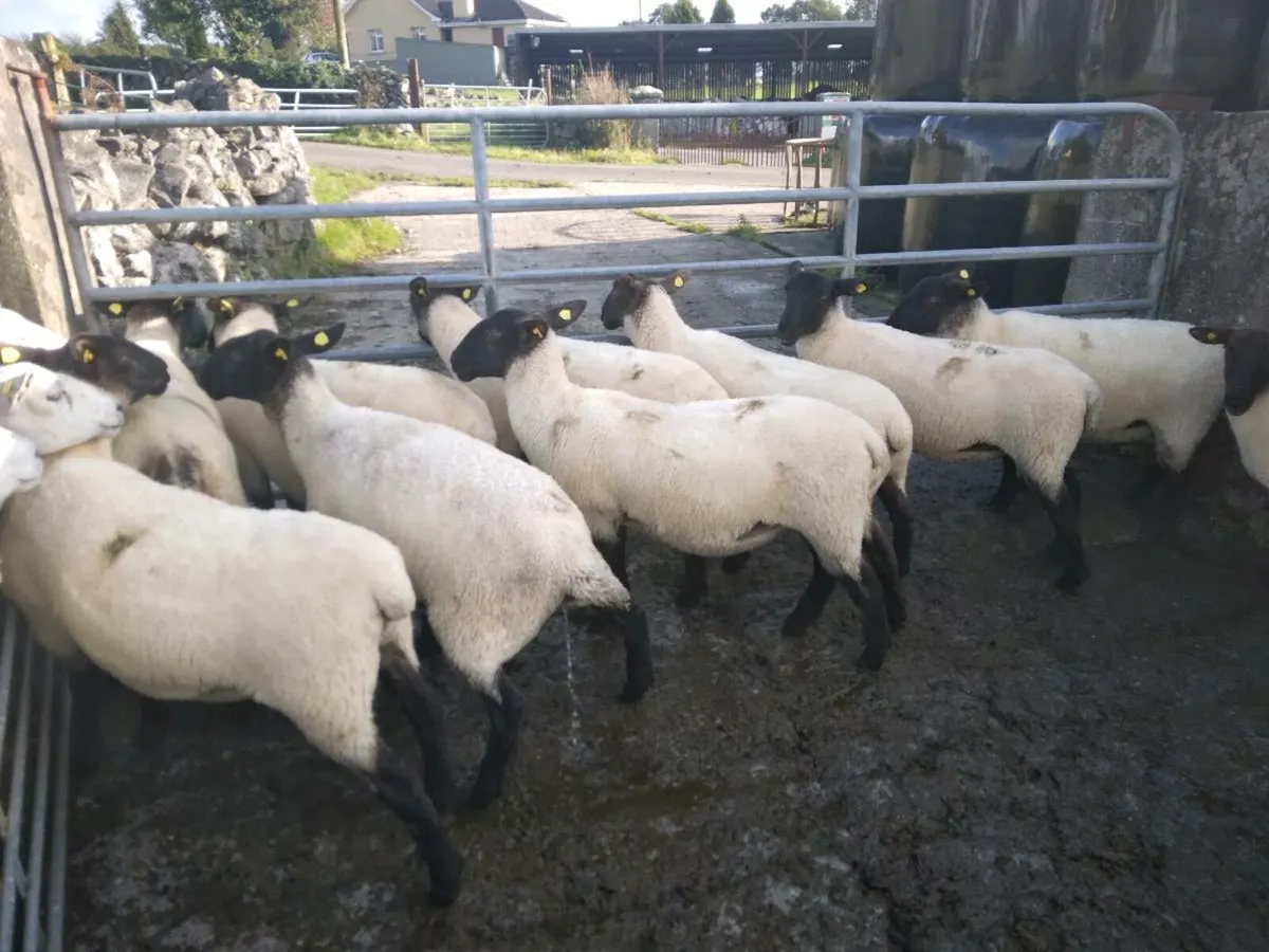 Ewe Hoggets - Image 3