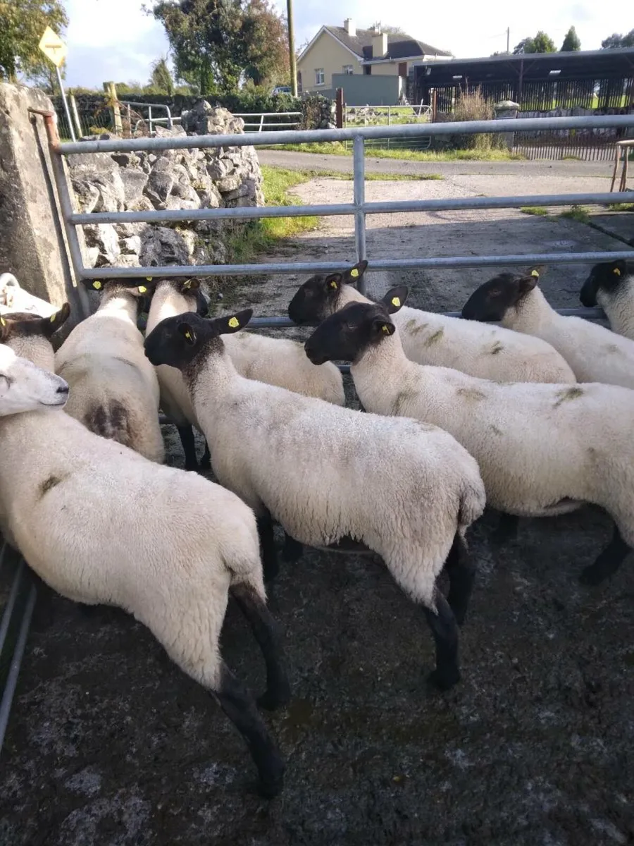 Ewe Hoggets - Image 4