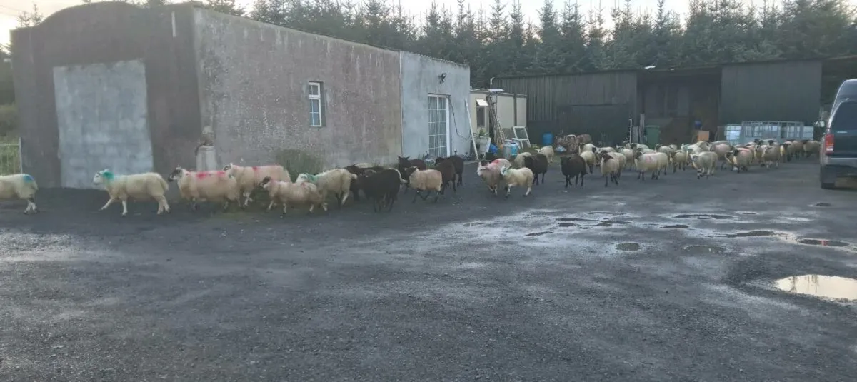95 ewe sheep - Image 1