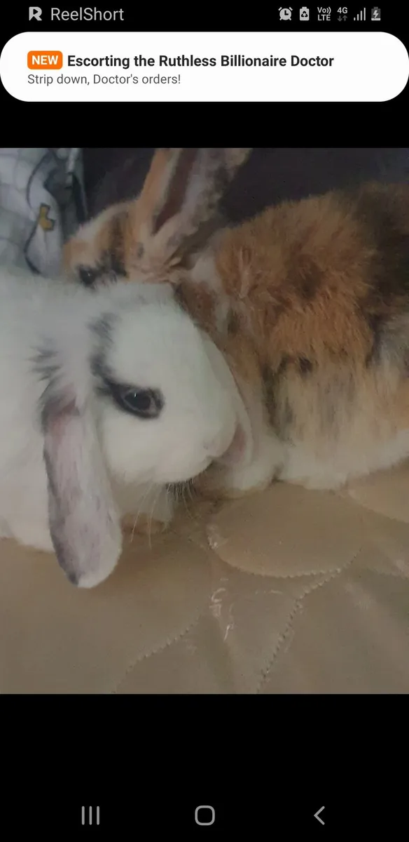 Rabbits - Image 2
