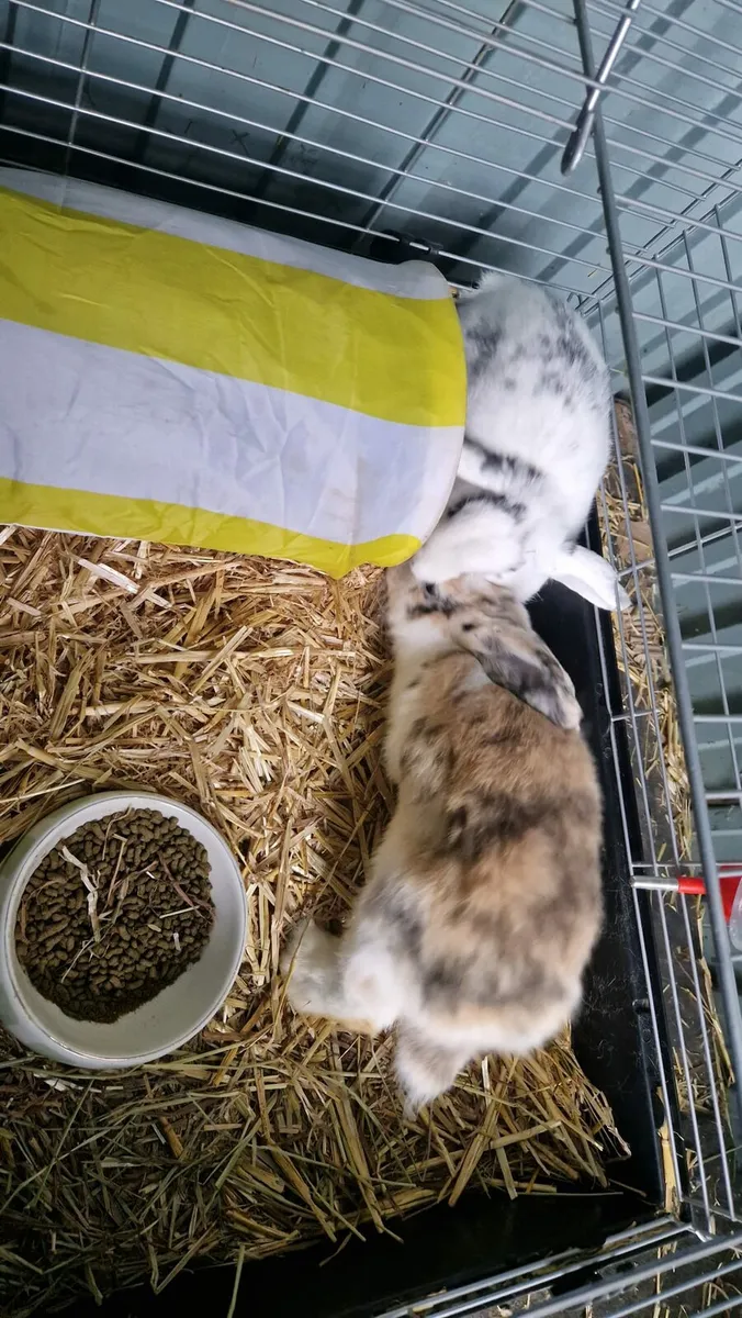 Rabbits - Image 3
