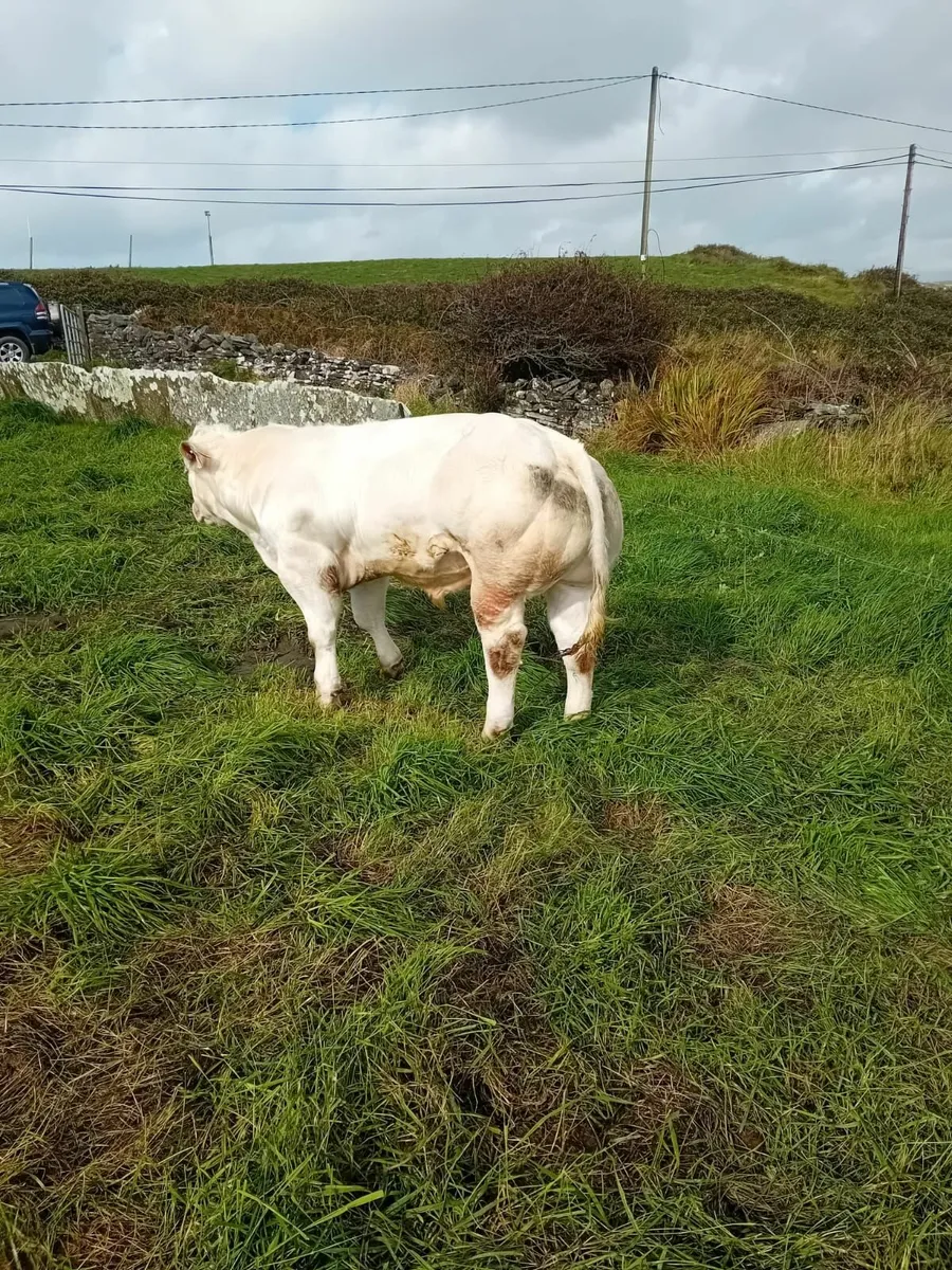 Beliguim blue wealing - Image 1