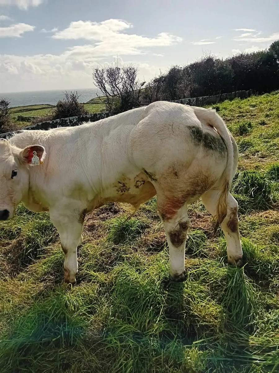 Beliguim blue wealing - Image 2