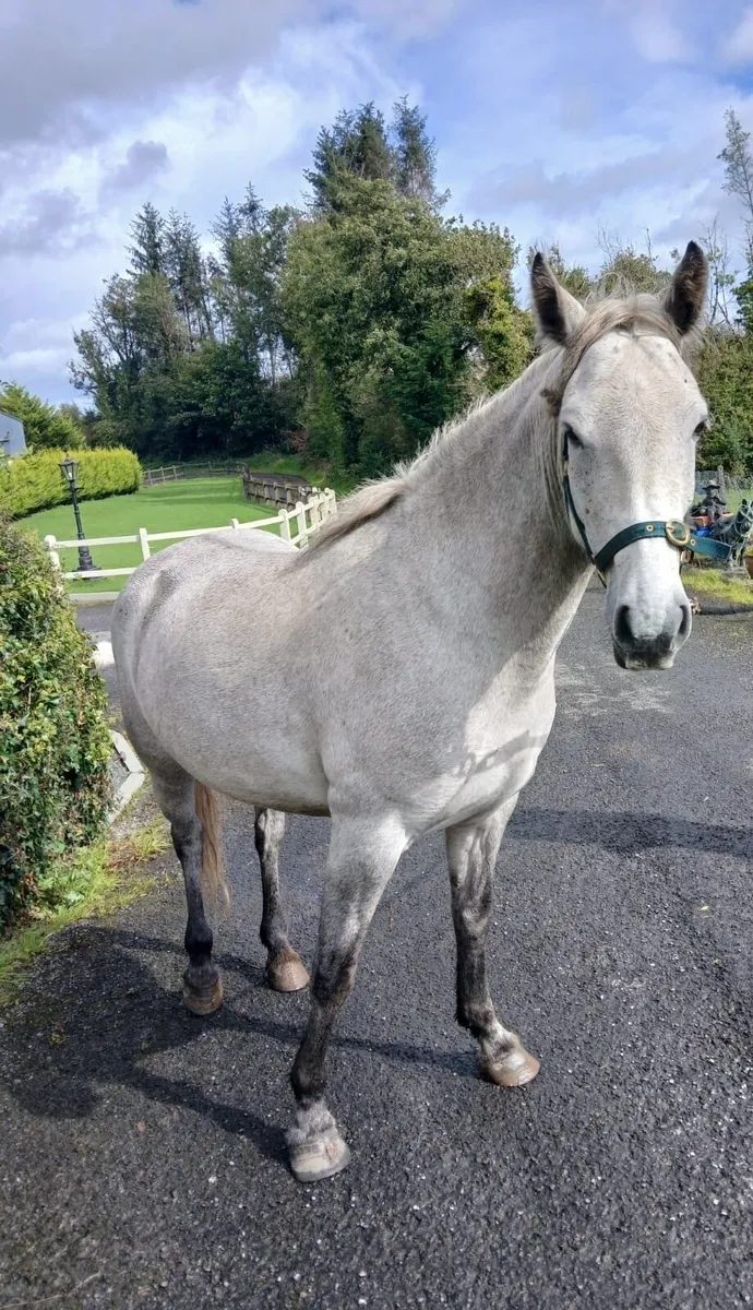 Connemara Mare Class 3 - Image 1
