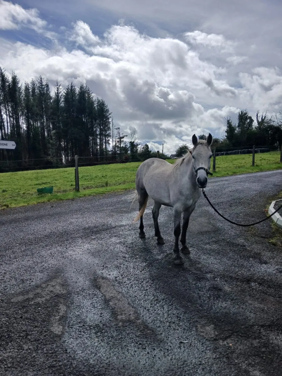 Connemara Mare Class 3 - Image 2