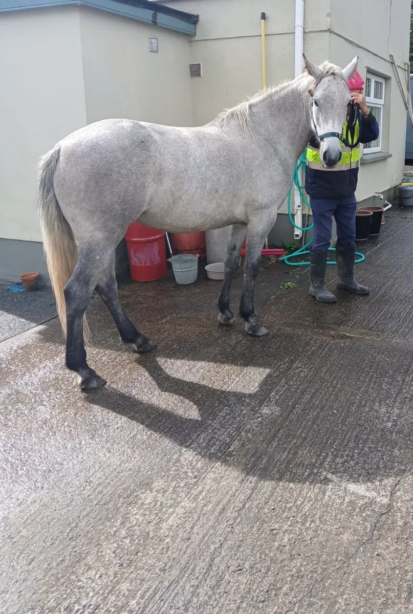 Connemara Mare Class 3 - Image 3
