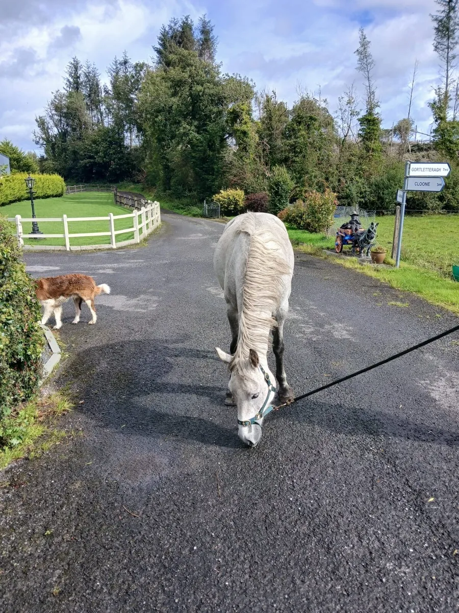 Connemara Mare Class 3 - Image 4