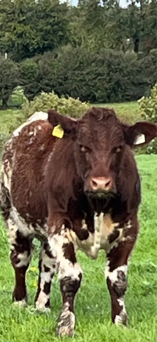 Organic bullocks - Image 1