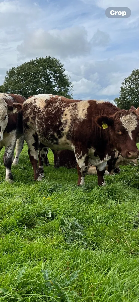 Organic bullocks - Image 2
