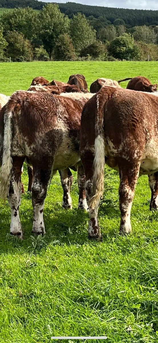 Organic bullocks - Image 3