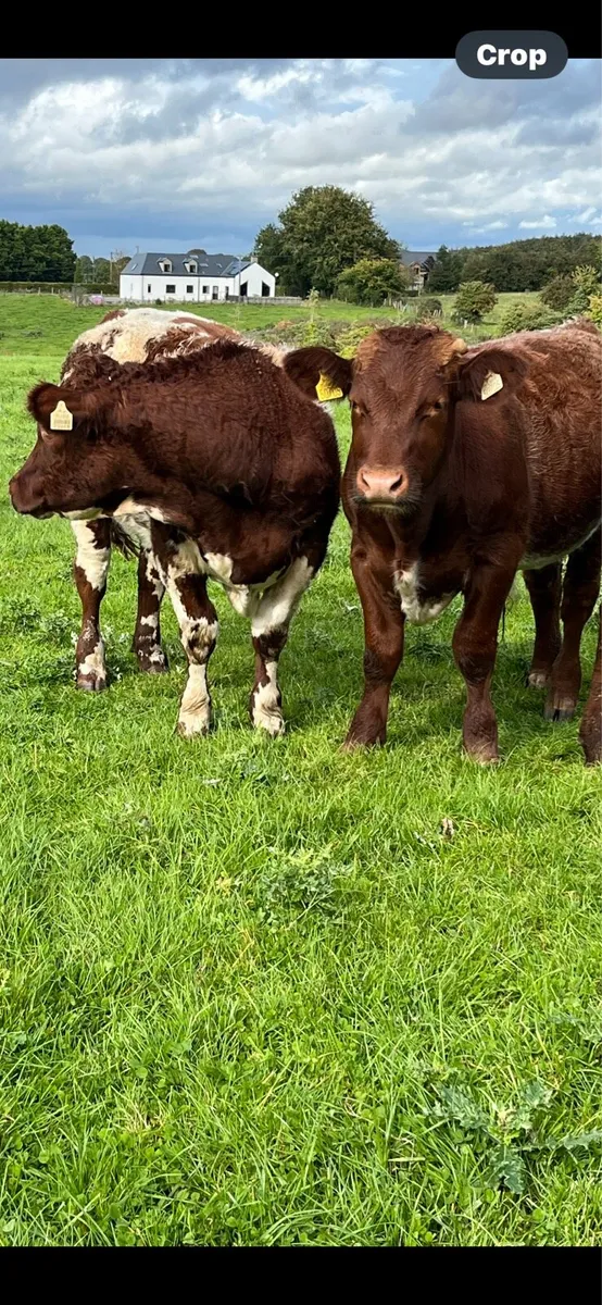 Organic bullocks - Image 4