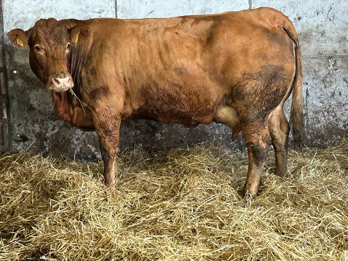 Super u grade limousine foster cow - Image 1