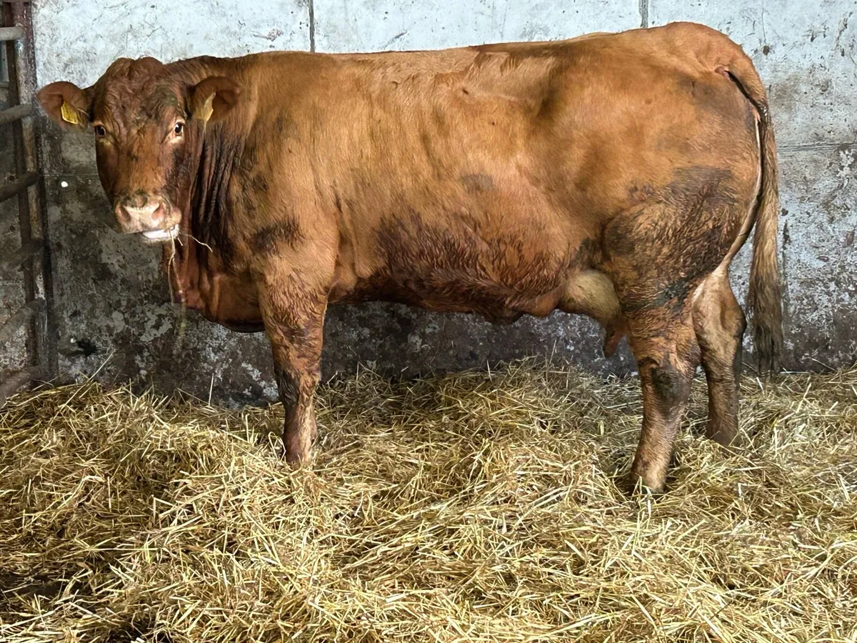 Super u grade limousine foster cow - Image 2