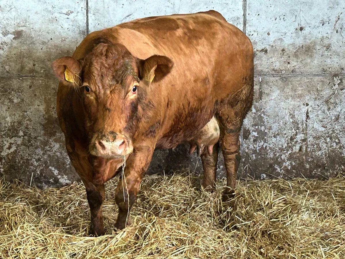 Super u grade limousine foster cow - Image 3