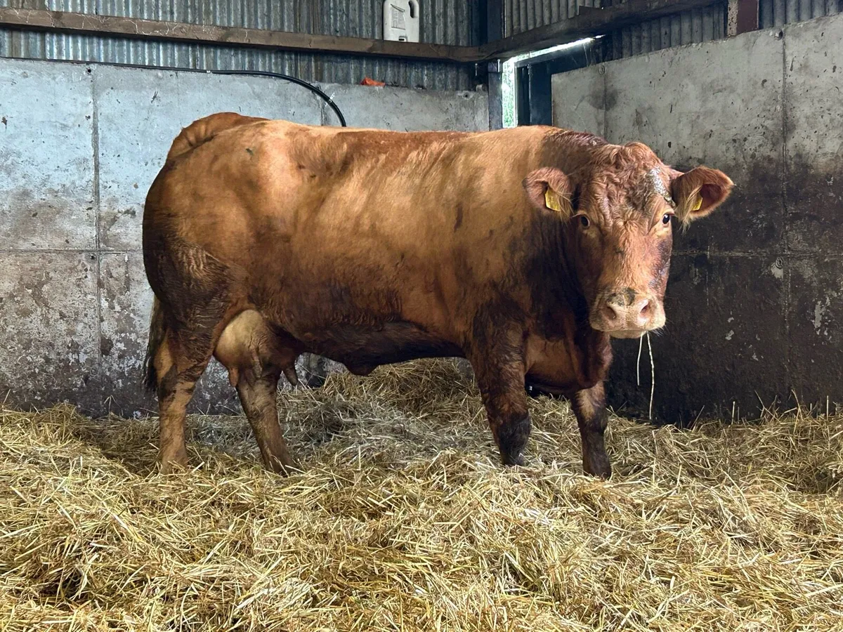 Super u grade limousine foster cow - Image 4