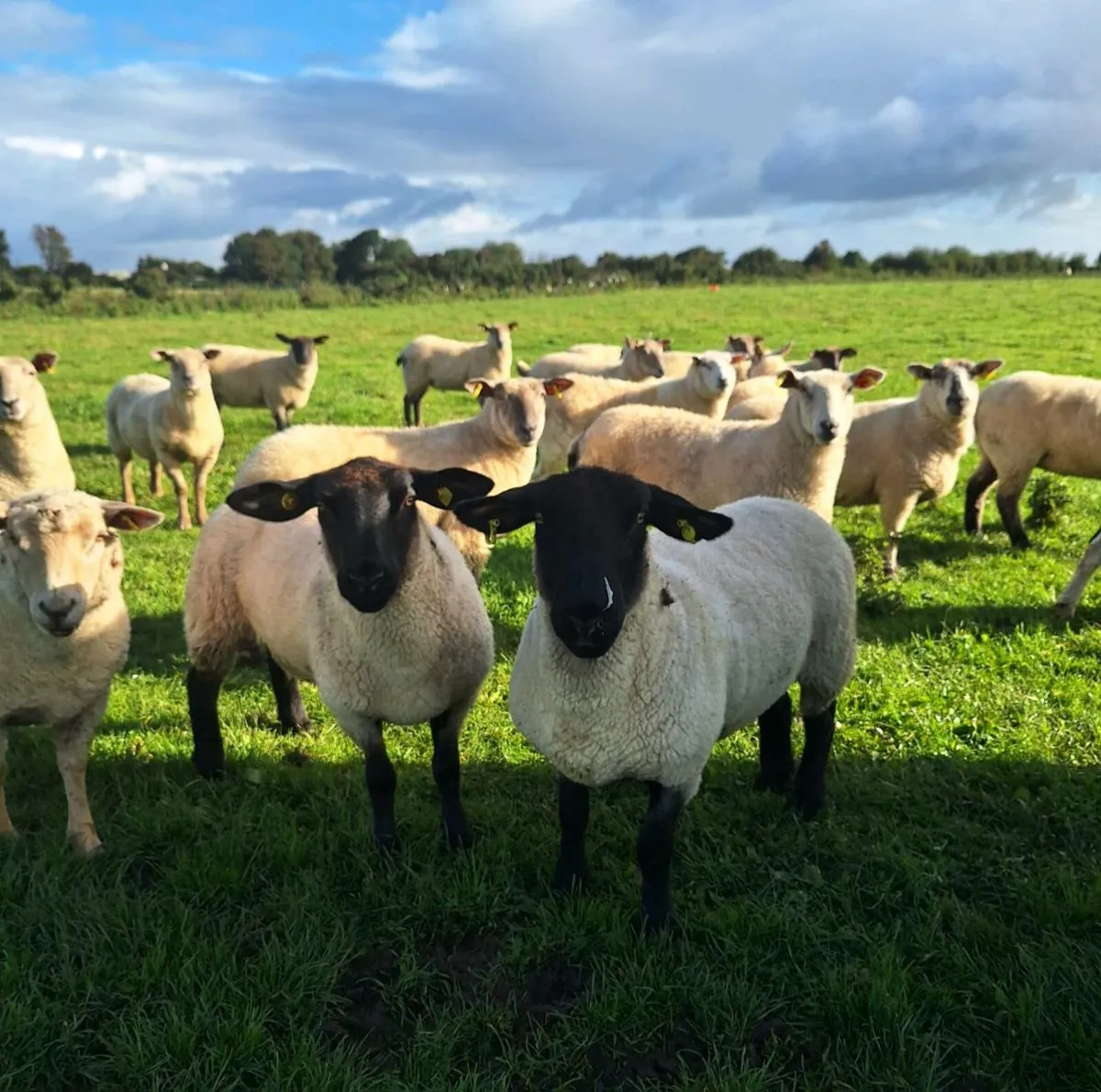 30 Ewe Hoggets - Image 1