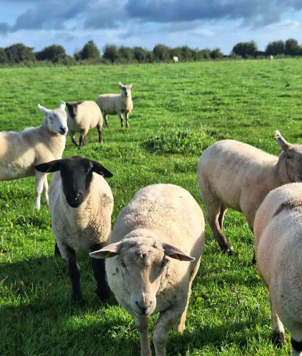 30 Ewe Hoggets - Image 2