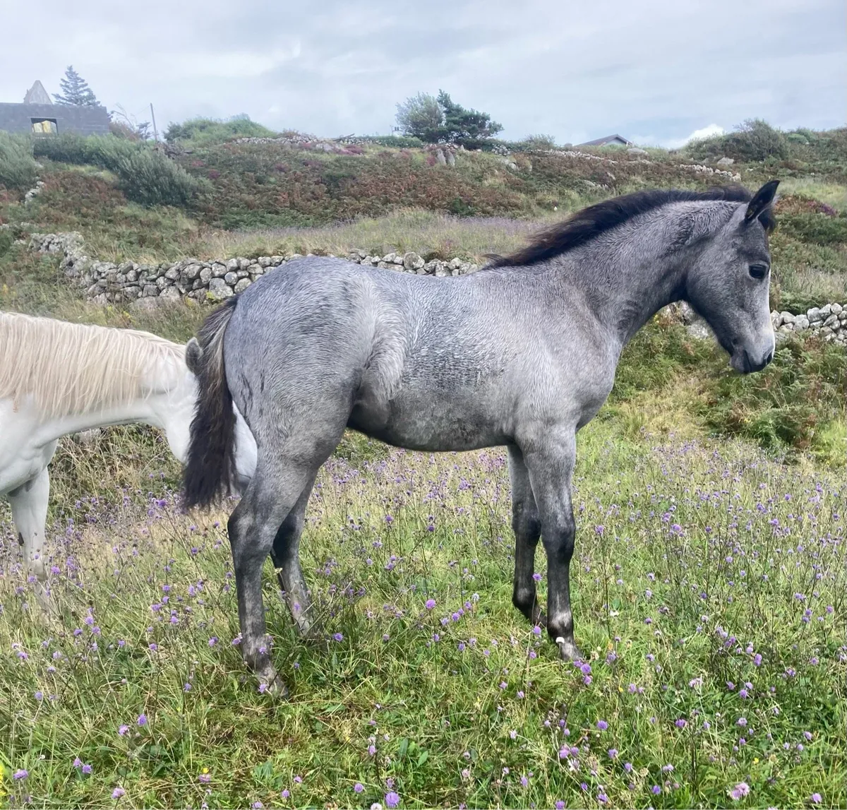 Connemara Colt Foal - Image 1