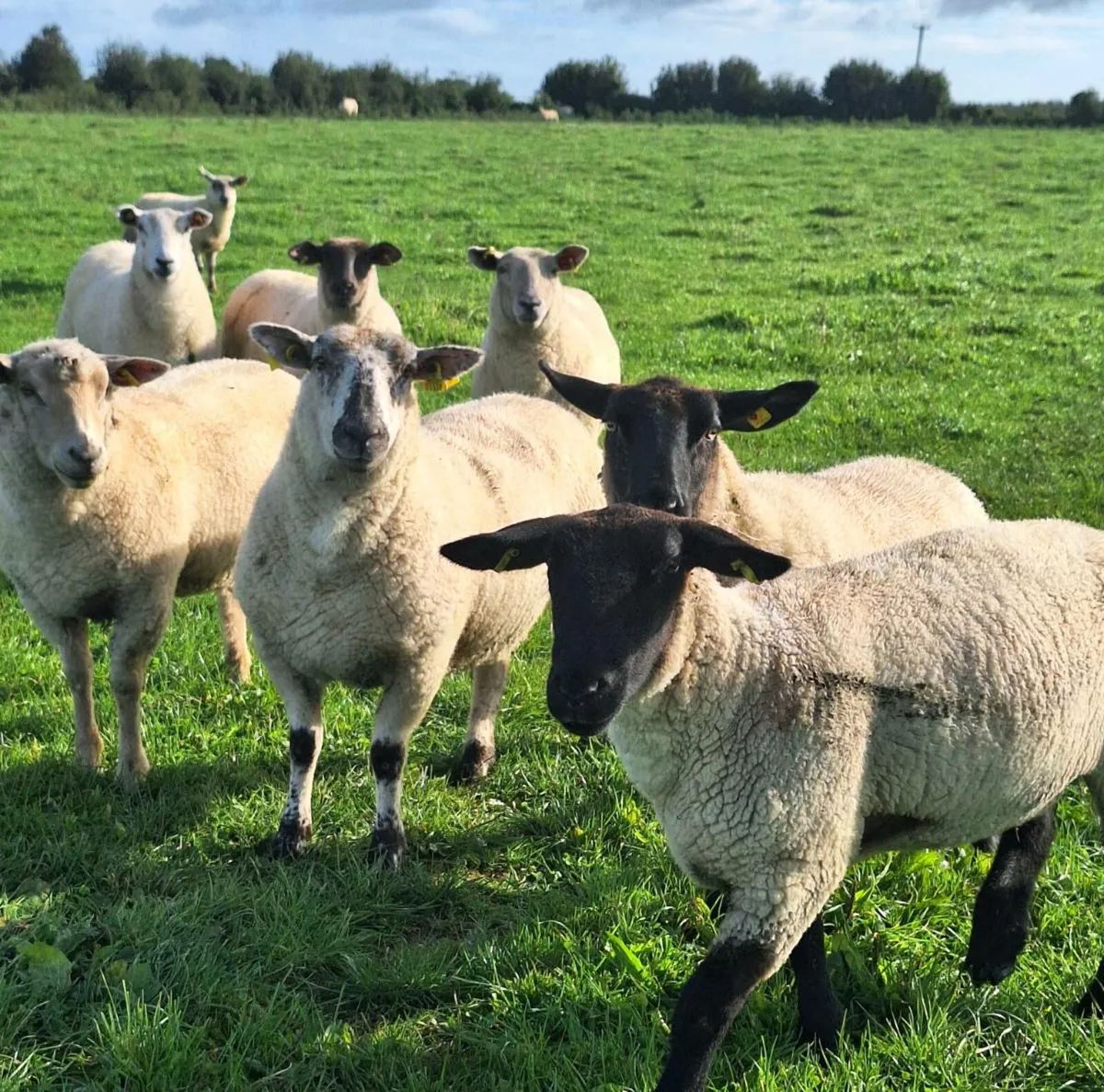 30 Ewe Hoggets - Image 3
