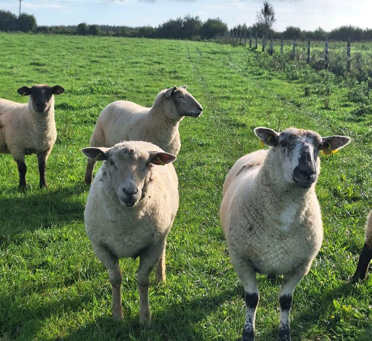 30 Ewe Hoggets - Image 4