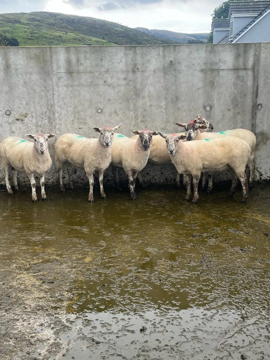 6 Hoggets - Image 1