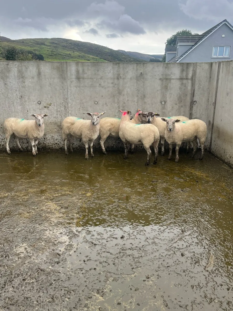 6 Hoggets - Image 2