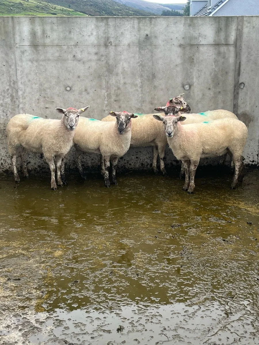 6 Hoggets - Image 3