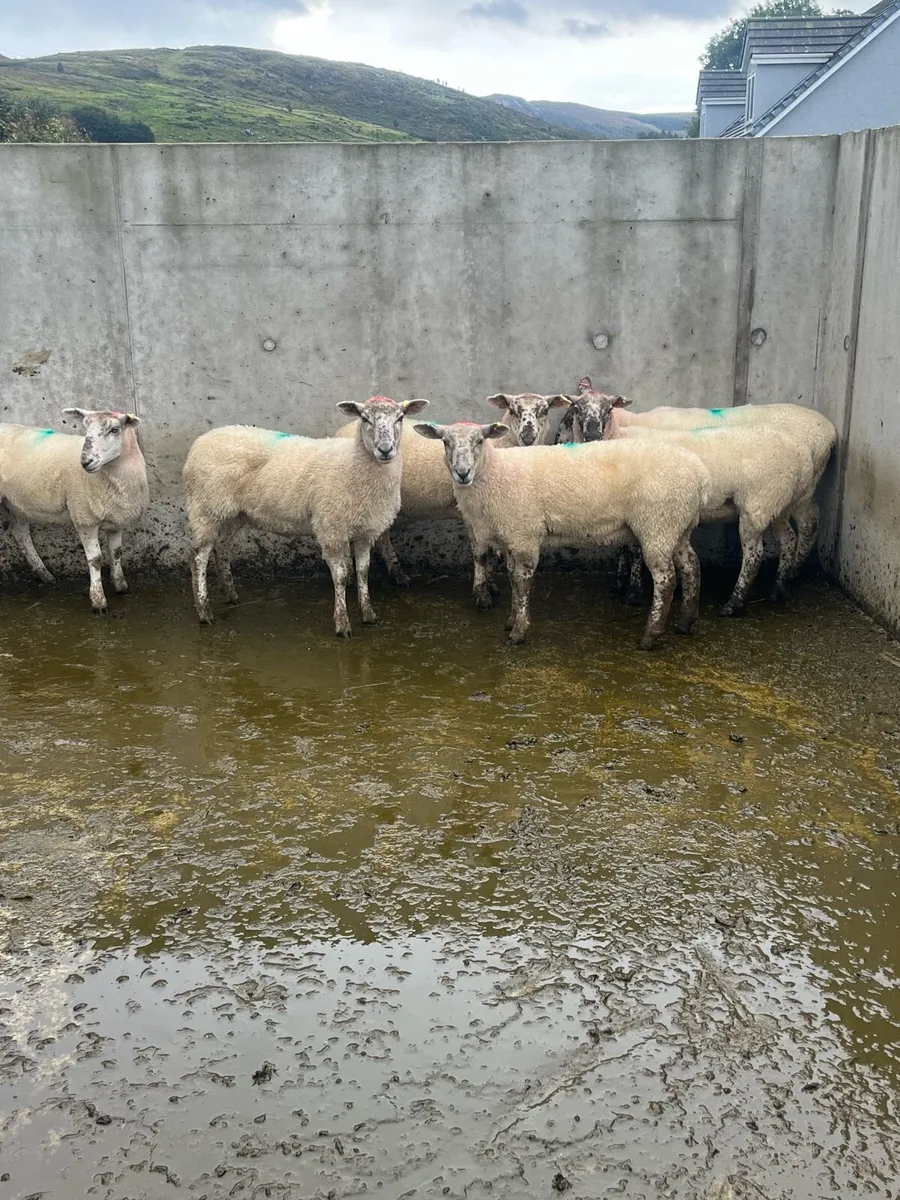 6 Hoggets - Image 4