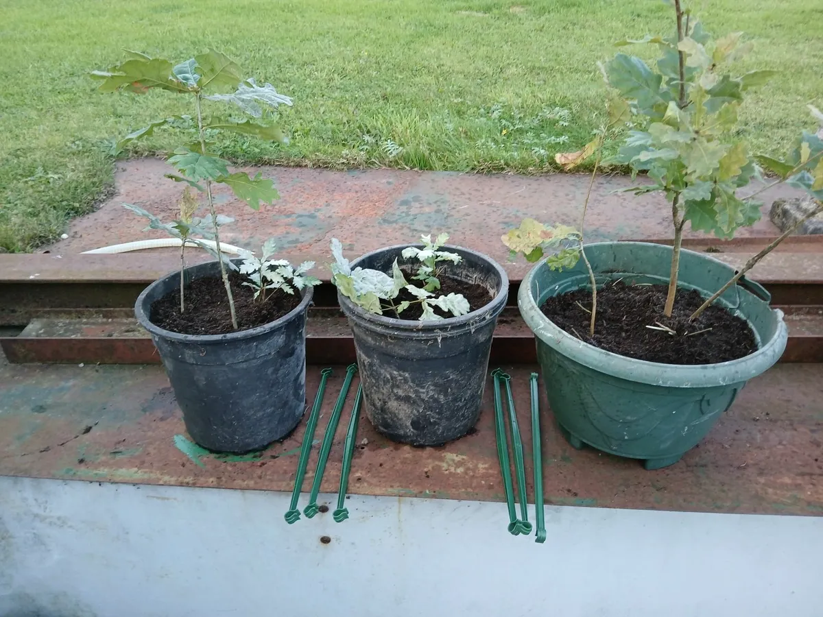 Oak seedlings - Image 1