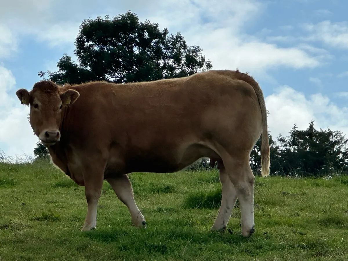 Pure bred limousin cow and calf - Image 1