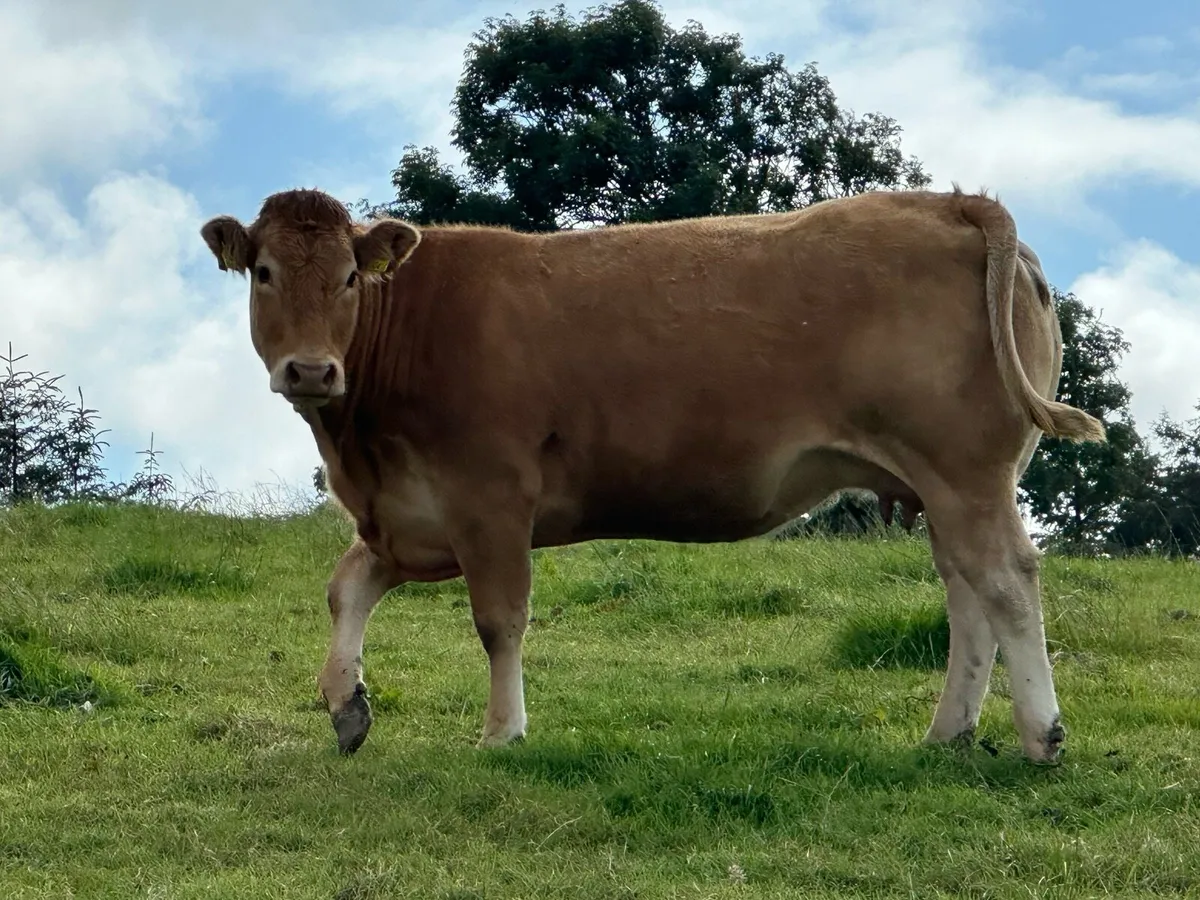 Pure bred limousin cow and calf - Image 2