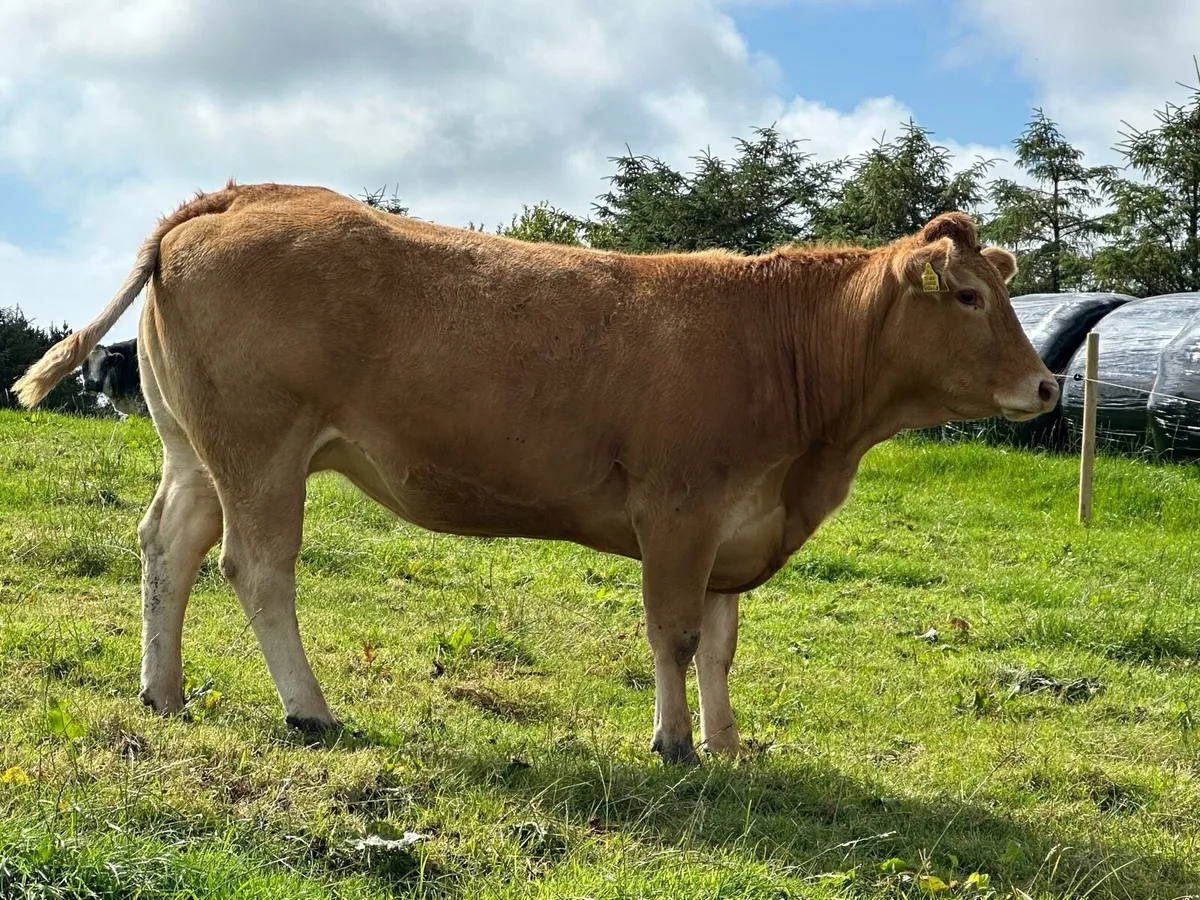 Pure bred limousin cow and calf - Image 3