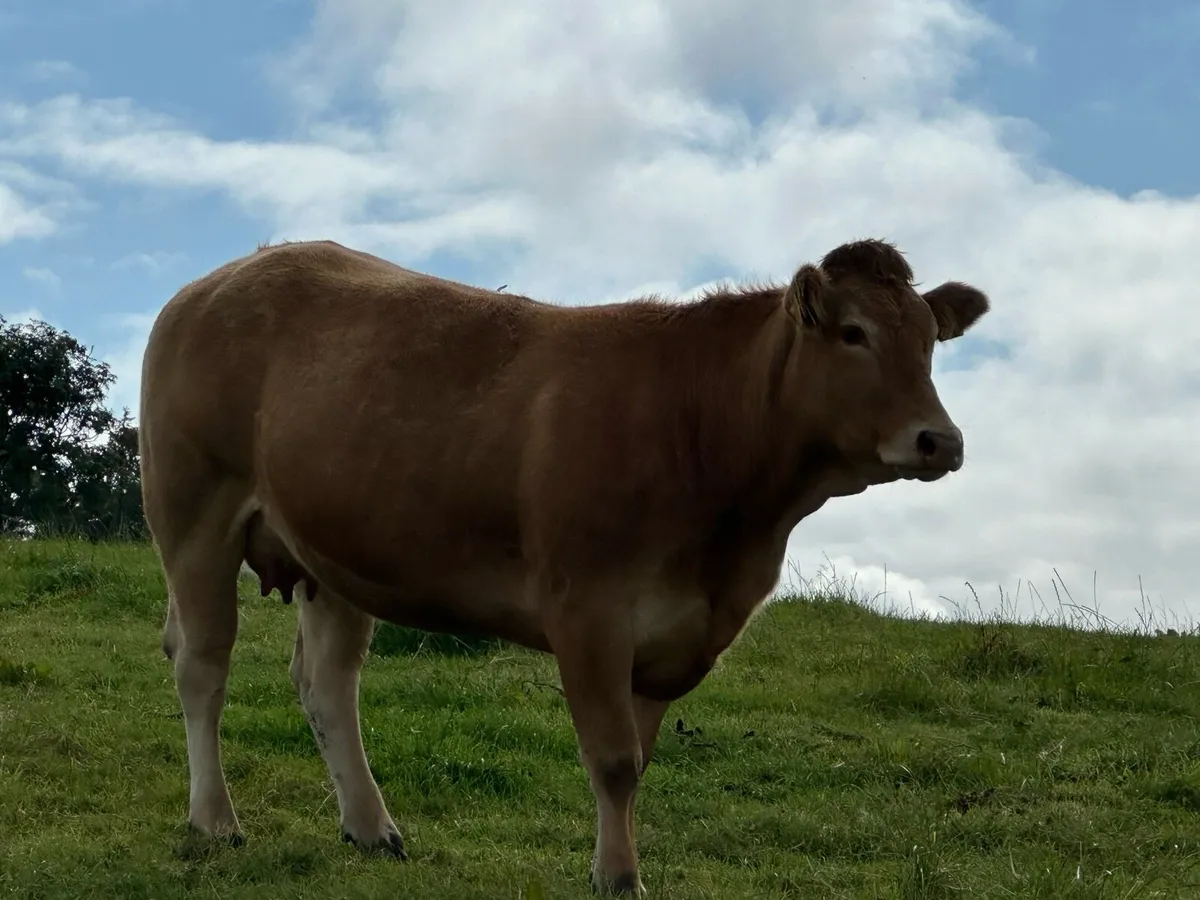 Pure bred limousin cow and calf - Image 4