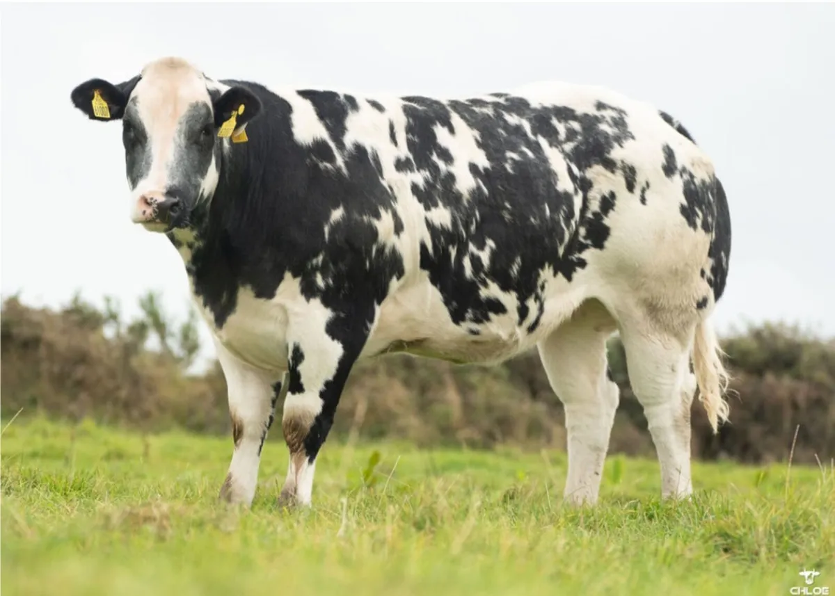SHOW HEIFERS - Image 1