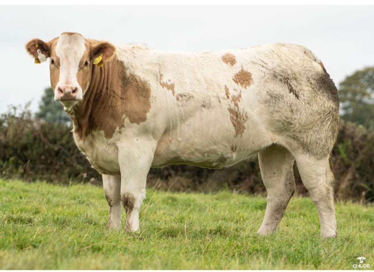 SHOW HEIFERS - Image 2
