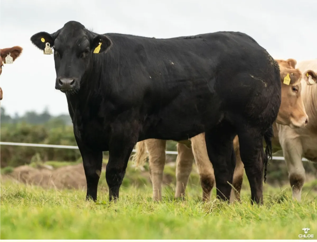 SHOW HEIFERS - Image 3
