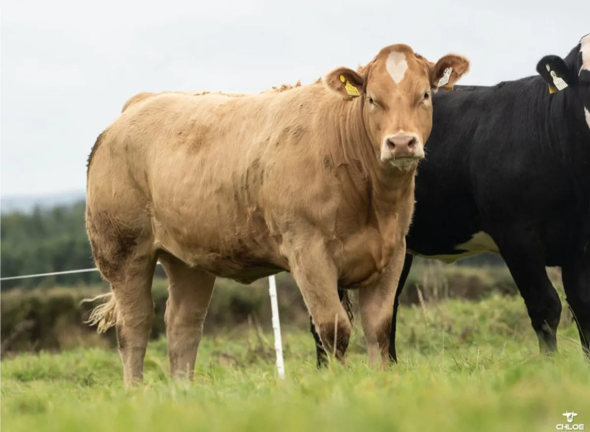 SHOW HEIFERS - Image 4