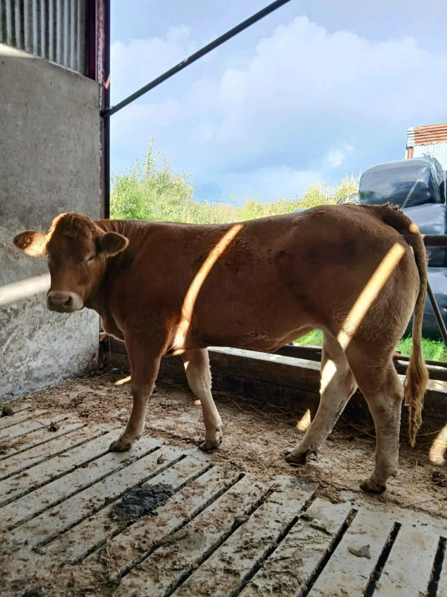 Super Heifer - Image 3